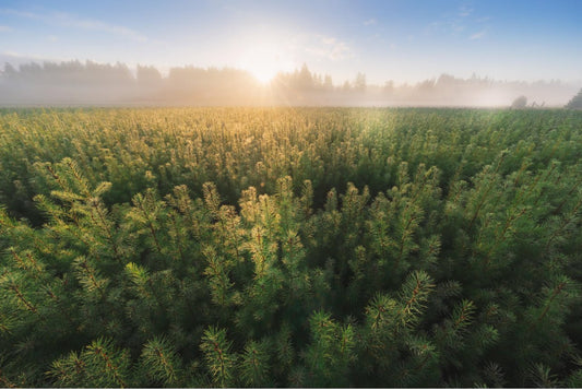 Support for groundbreaking carbon removal technologies. - Chatté Candles